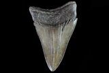 Serrated, Fossil Megalodon Tooth - Georgia #81692-1